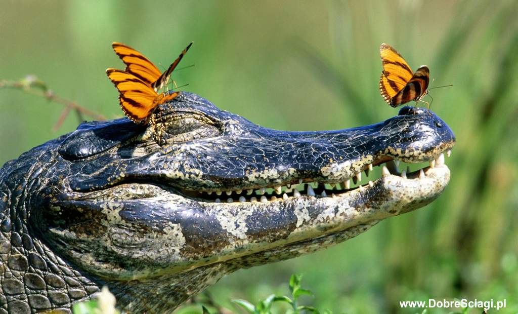 Krokodyl / crocodile